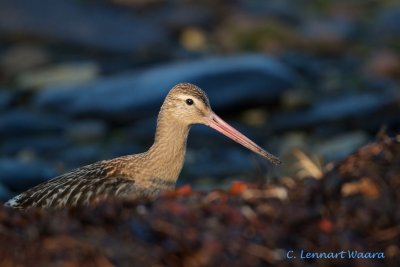 Bar-tailed Godwit/Myrspov