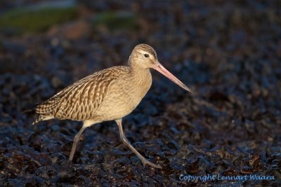 Bar-tailed Godwit/Myrspov