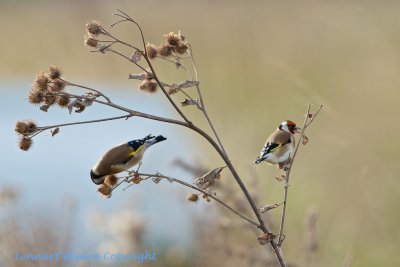 European Goldfinch/Steglits