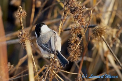 Willow Tit/Talltita