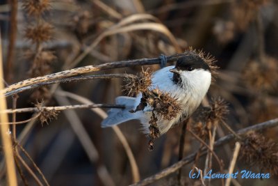 Willow Tit/Talltita