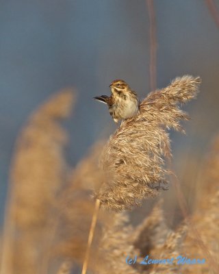 Common Reed Bunting/Svsparv/female in winter plumage