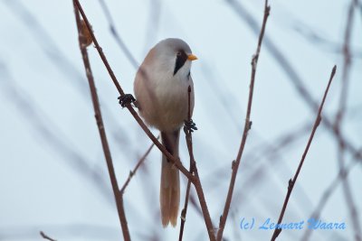Bearded Reedling/Skäggmes/male