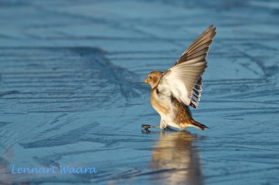 Snow Bunting/Snsparv/ on slippery ice...
