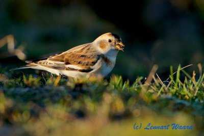 Snow Bunting/Snsparv