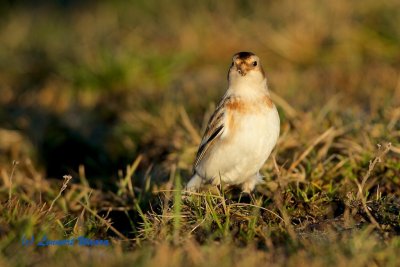 Snow Bunting/Snsparv