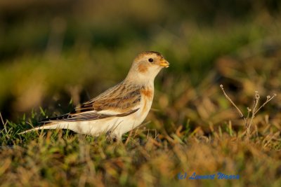 Snow Bunting/Snsparv