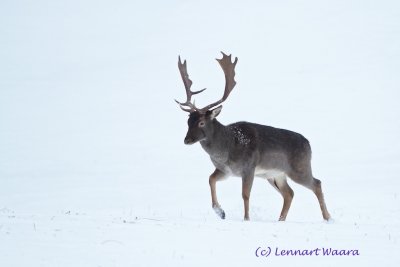 Fallow Deer/Dovhjort