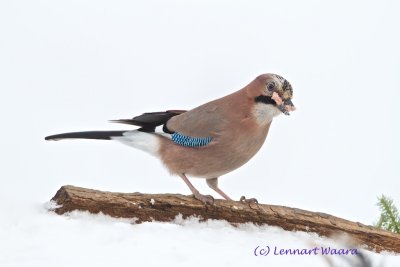 Eurasian Jay/Ntskrika