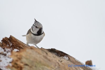 Crested Tit/Tofsmes