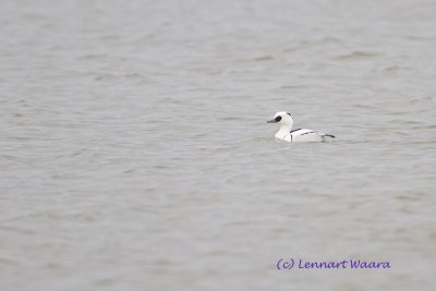 Smew/Salskrake/male