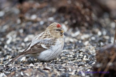 Arctic Redpoll/Snsiska