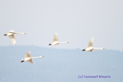 Whooper Swan/Sngsvan/migrating