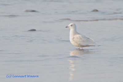 Iceland Gull/Vitvingad trut