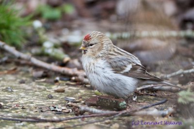 Arctic Redpoll/Snsiska