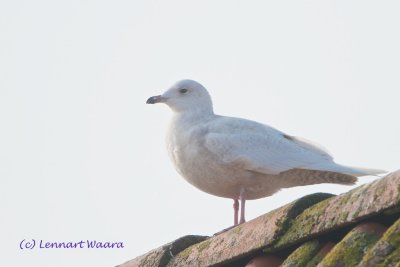 Iceland Gull/Vitvingad trut