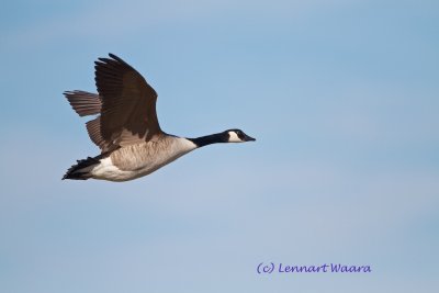 Canada Goose/Kanadags