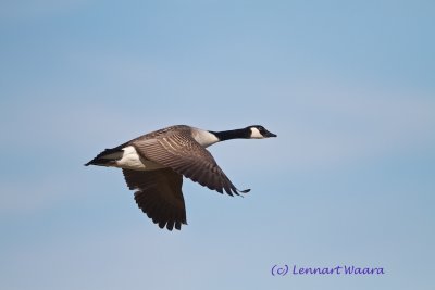 Canada Goose/Kanadags