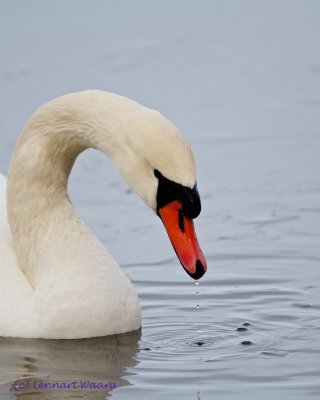 Mute Swan/Knlsvan