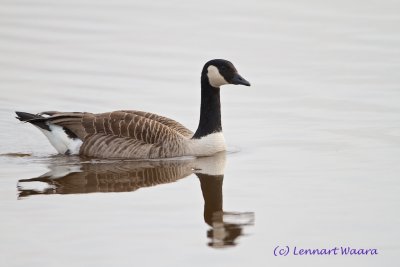 Canada Goose/Kanadags