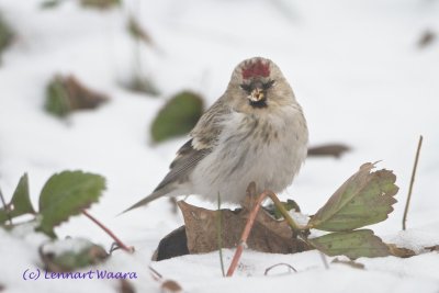 Arctic Redpoll/Snsiska