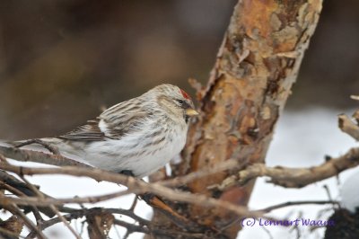 Arctic Redpoll/Snsiska