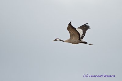 Common Crane/Trana