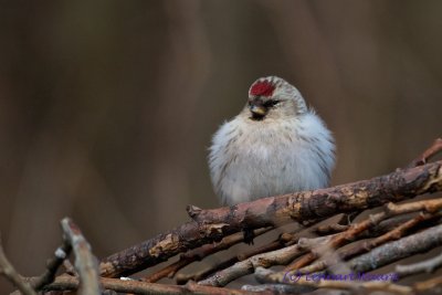 Arctic Redpoll/Snsiska