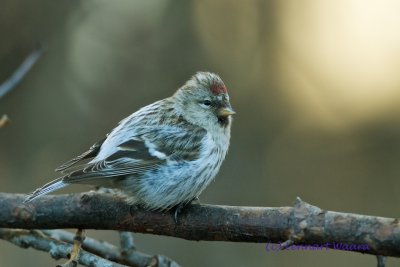 Arctic Redpoll/Snsiska