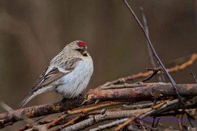 Arctic Redpoll/Snsiska