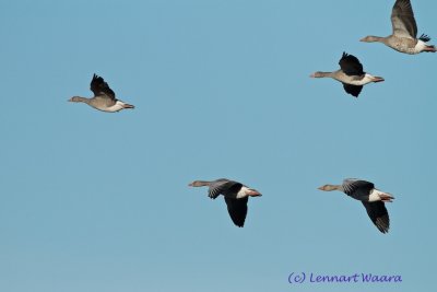 Greylag Goose/Grgs