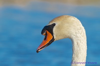 Mute Swan/Knlsvan