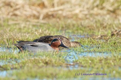 Common Teal/Kricka