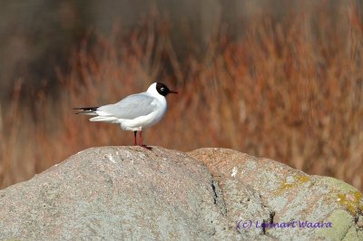 Black-headed Gull/Skrattms 