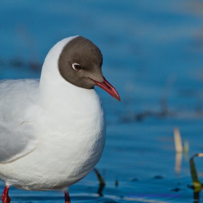 Black-headed gull/Skrattms