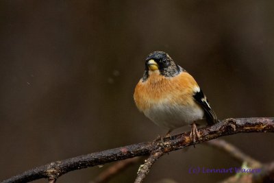 Brambling/Bergfink