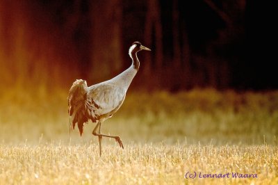 Common Crane/Trana