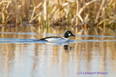 Common Goldeneye/Knipa/male