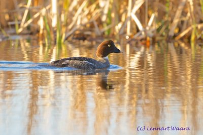 Common Goldeneye/Knipa/female