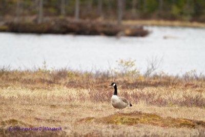 Canada Goose/Kanadags/ in breeding area.