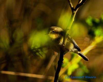 Chiffchaff/Gransngare