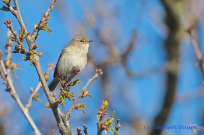 Chiffchaff/Gransngare