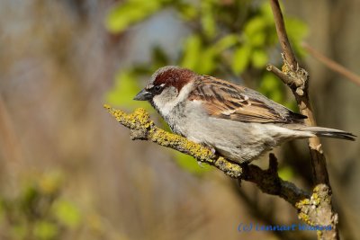 House Sparrow/Grsparv