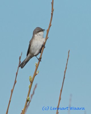 Lesser Whitethroat/rtsngare