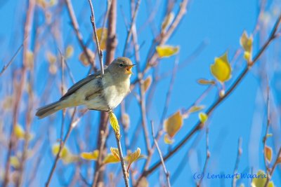 Chiffchaff/Gransngare