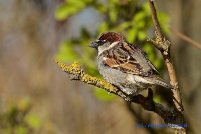 House Sparrow/Grsparv