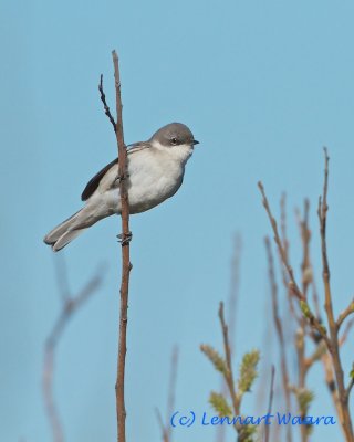 Lesser Whitethroat/rtsngare