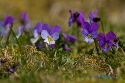 Styvmorsviol / Wild Pansy / Viola tricolor