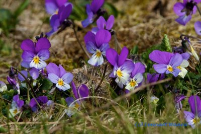 Styvmorsviol / Wild Pansy/Viola tricolor