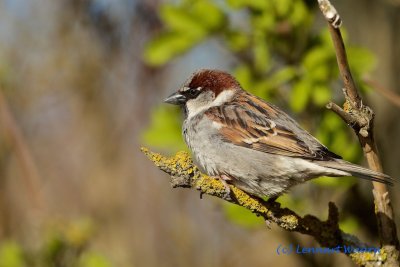 House Sparrow/Grsparv